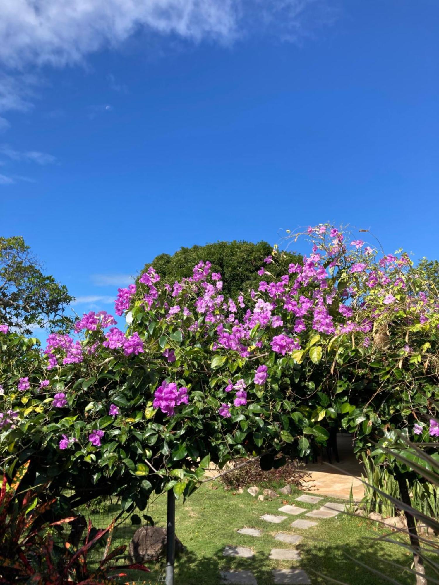 플라야 코로나도 La Maracuya Panama B&B 외부 사진